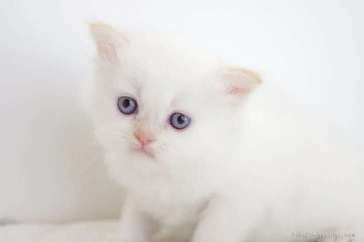 ID:1708-00863の子猫