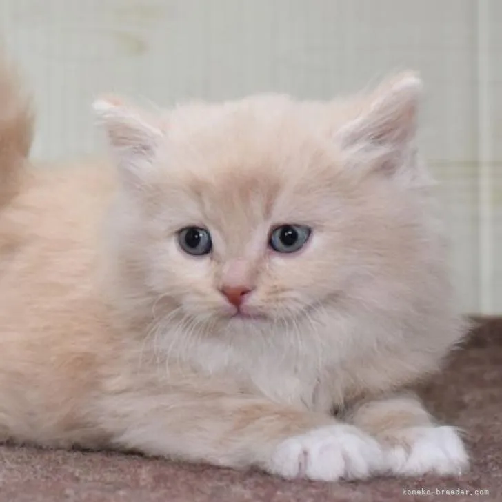 ID：2302-00049の子猫