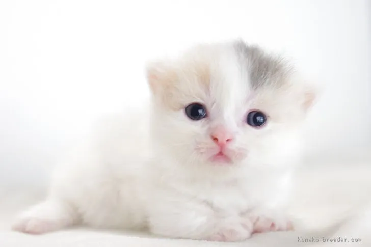 ID:1709-00776の子猫