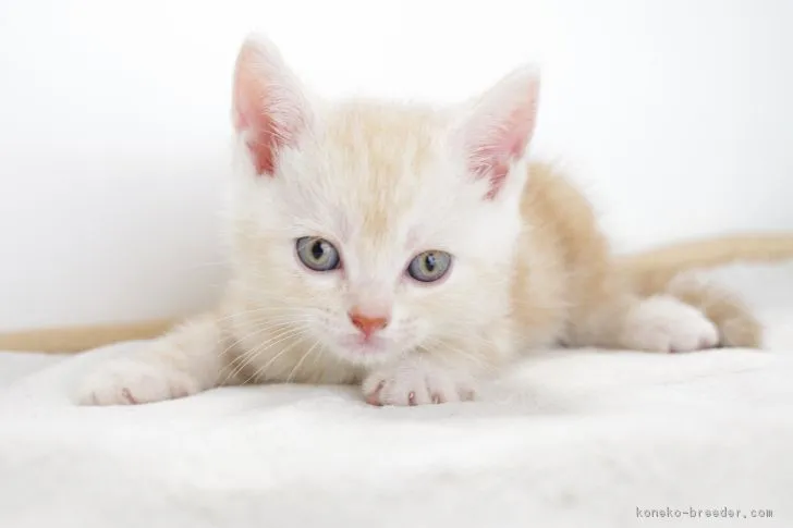 ID：1705-00815の子猫