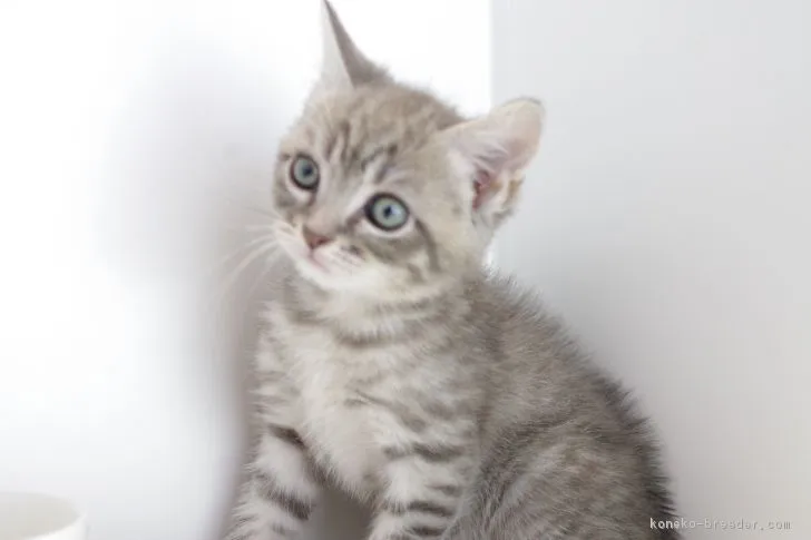 ID：1808-00414の子猫