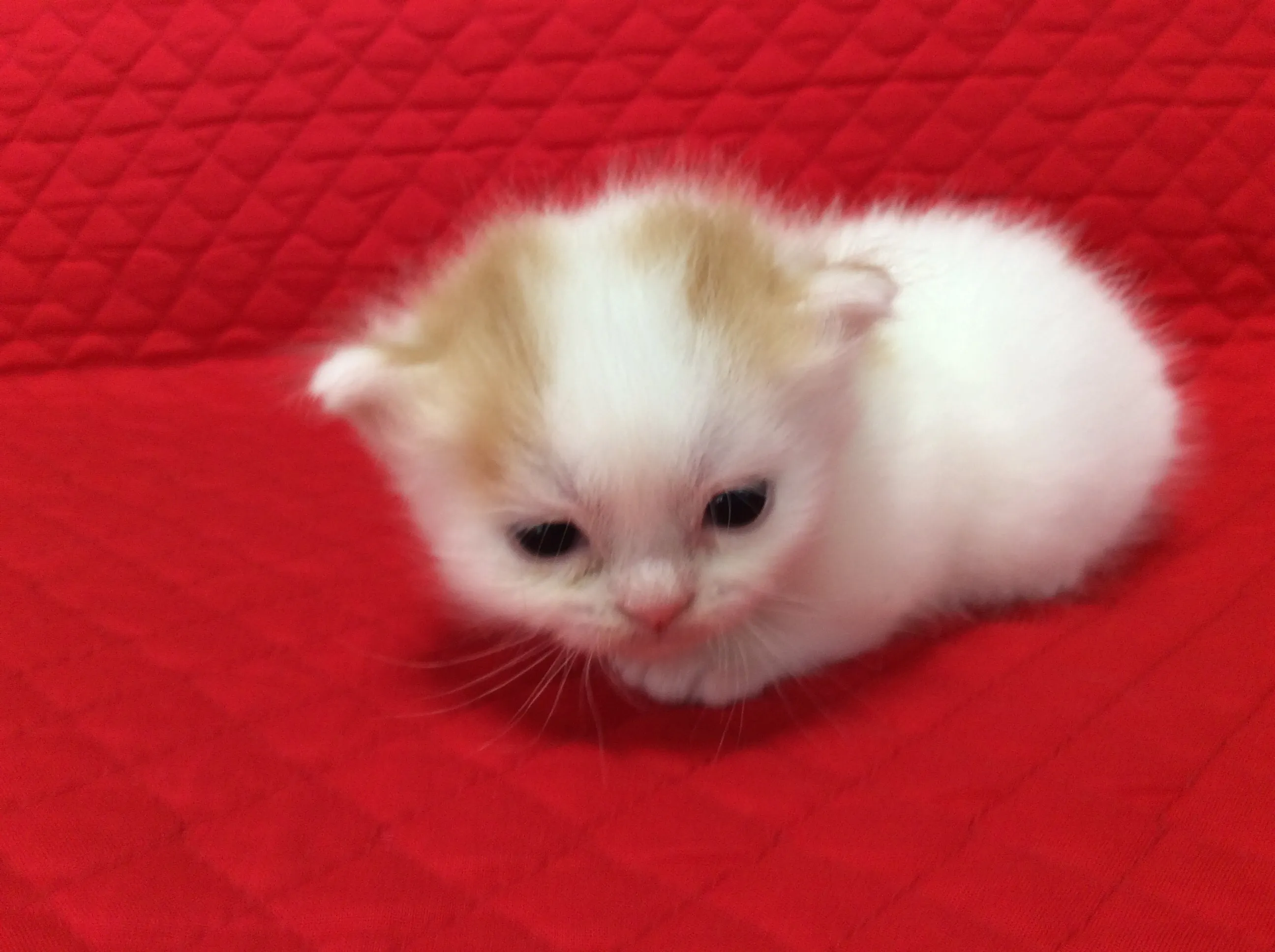ID:1605-00774の子猫