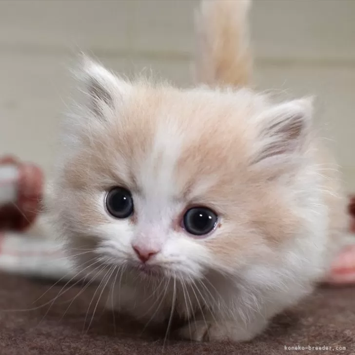 ID:2403-01117の子猫