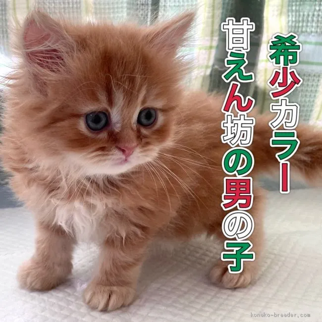 ID：2011-00097の子猫