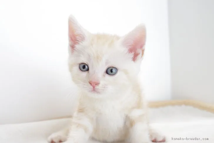 ID:1705-00811の子猫