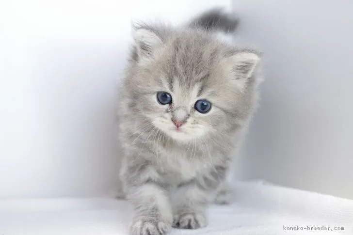 ココ 様のお迎えした子猫