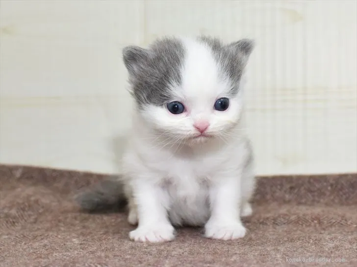 Runa 様のお迎えした子猫