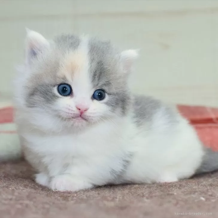 ID:2401-01994の子猫