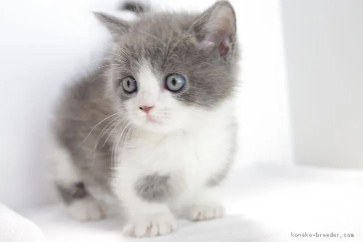 ID：1712-01062の子猫