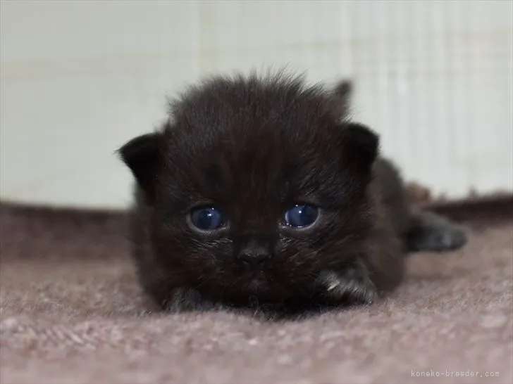 ふみちゃん 様のお迎えした子猫