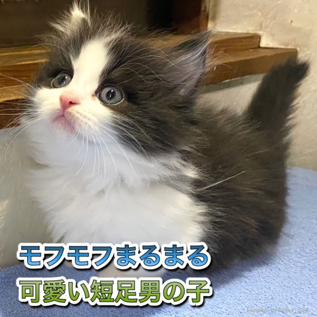 Www Koneko Breeder Com Breeder Data Starjewelry Www Koneko Breeder Com Breeder Data Starjewelry