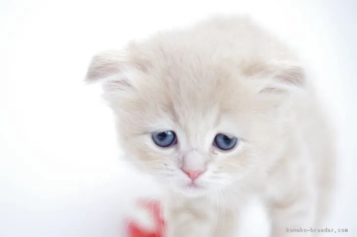 雪まろ 様のお迎えした子猫