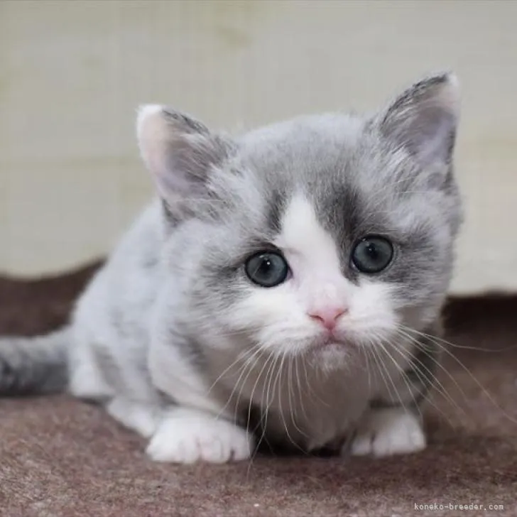 ID：2212-01850の子猫