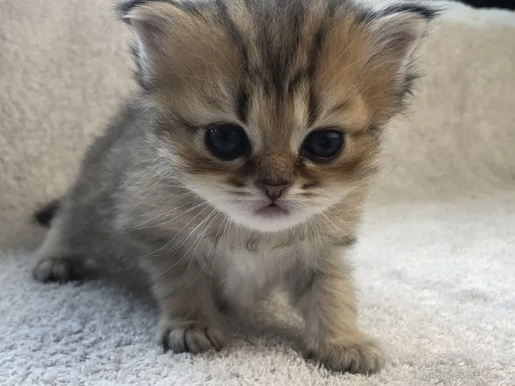 ID：2005-02214の子猫