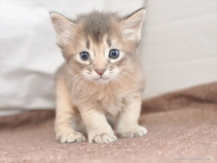 nori 様のお迎えした子猫