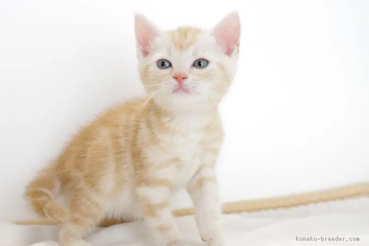 ID：1705-00812の子猫