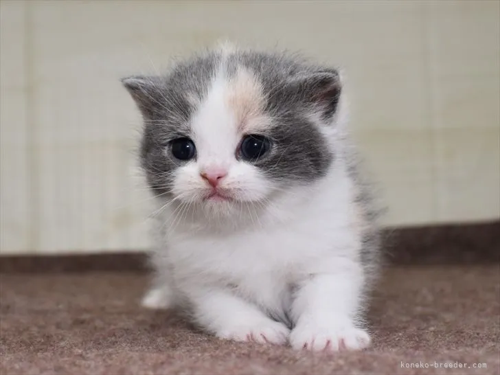 くる 様のお迎えした子猫