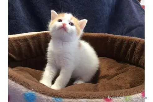 ID:1705-00185の子猫