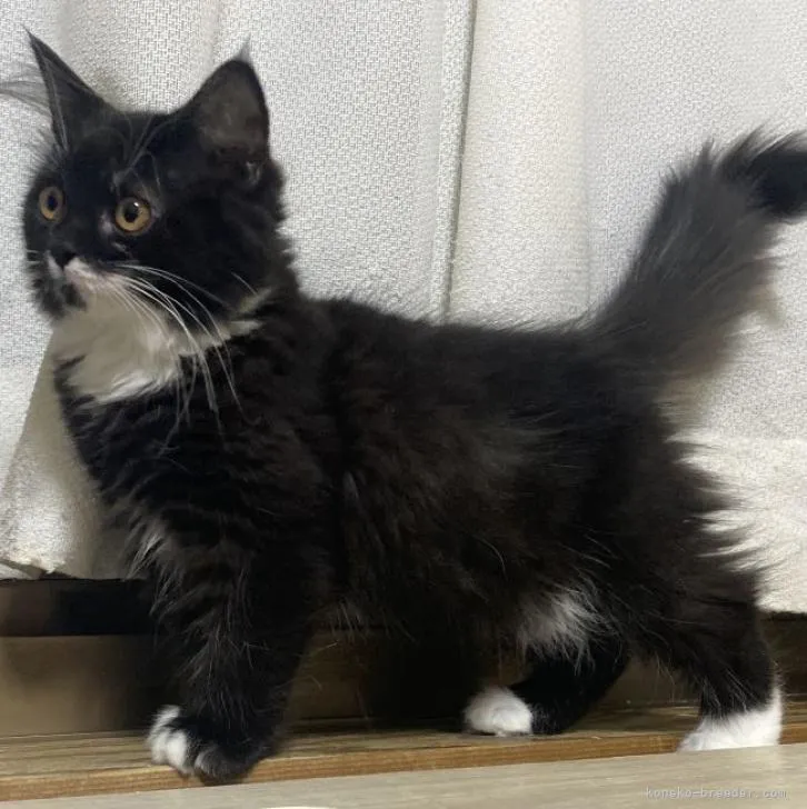 ID：2212-01819の子猫