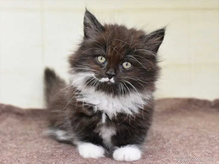 ID：2104-01745の子猫