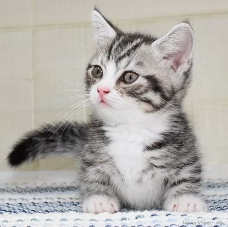 ID：2409-01948の子猫
