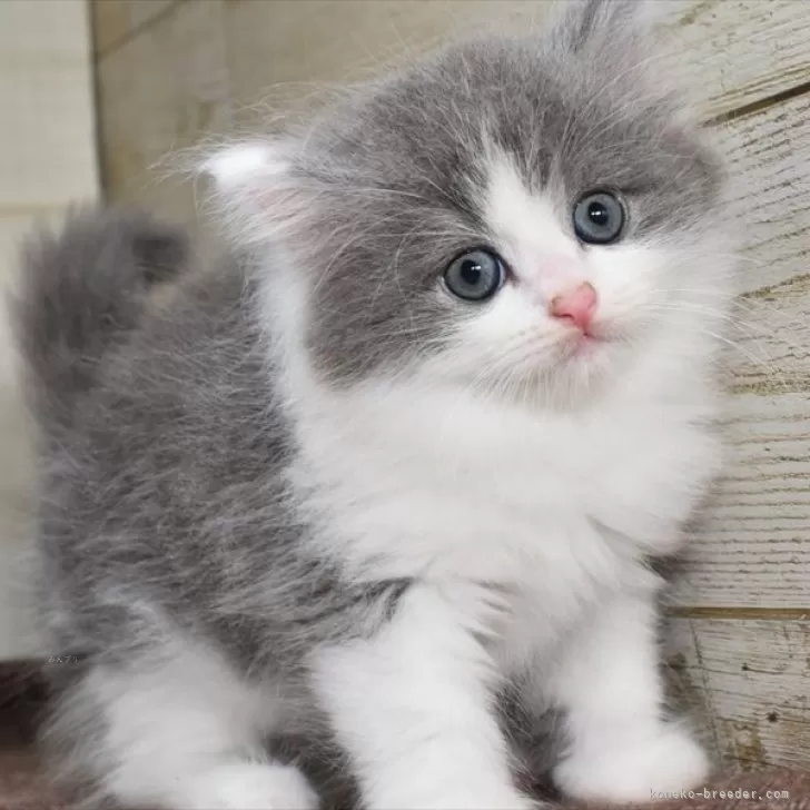 ID：2410-01775の子猫