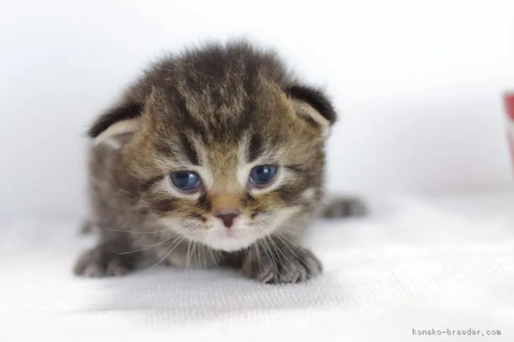 あんず 様のお迎えした子猫