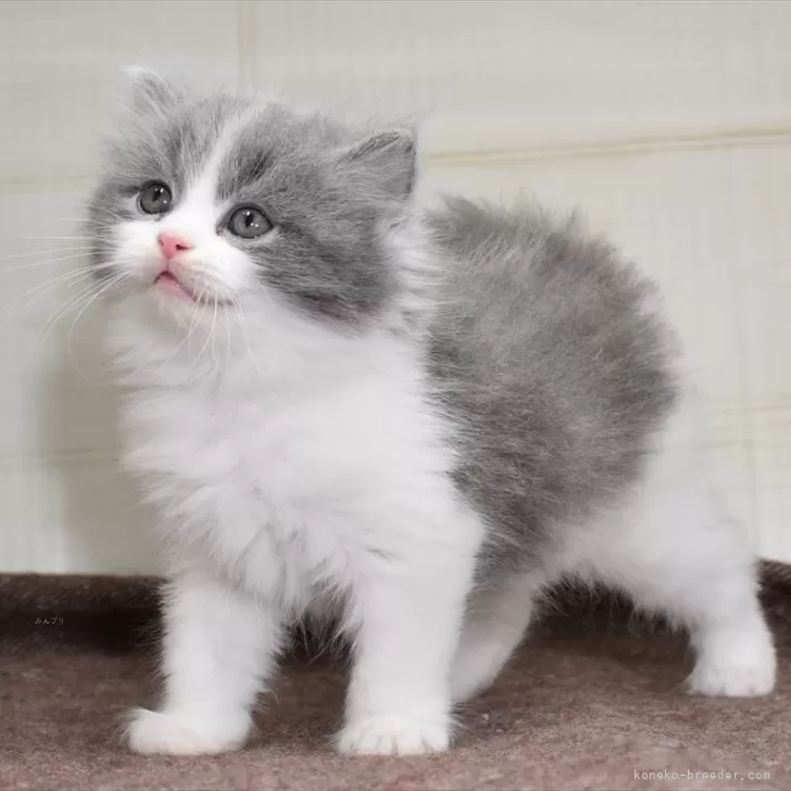 ID：2404-01118の子猫