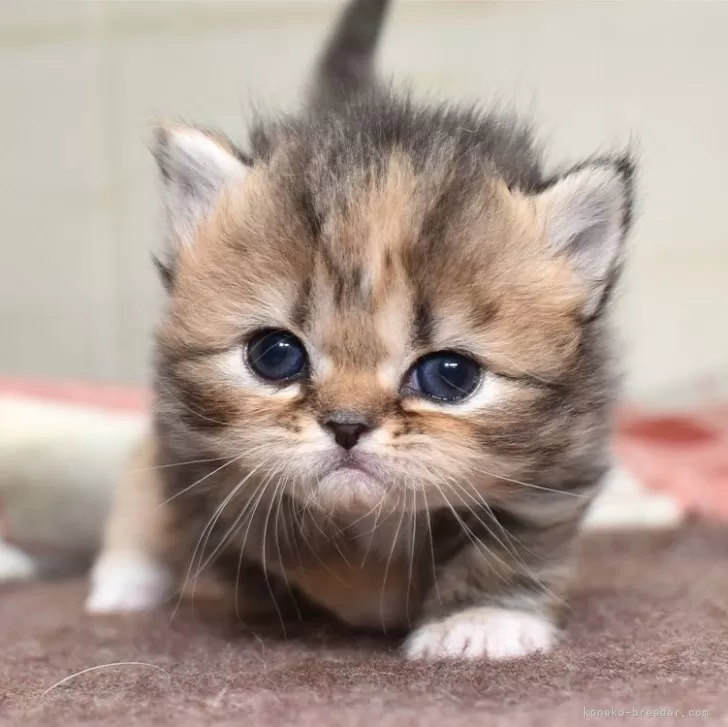 ID:2402-01403の子猫