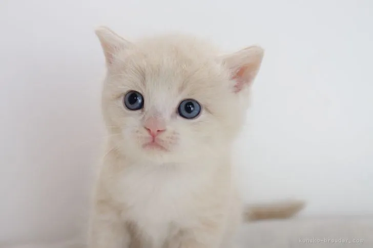 ID:1706-01359の子猫