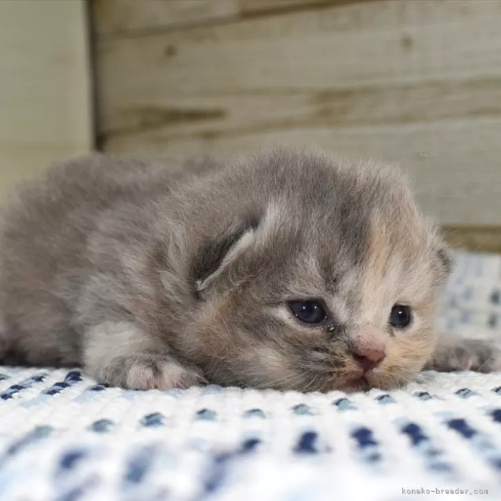 ID:2407-01119の子猫