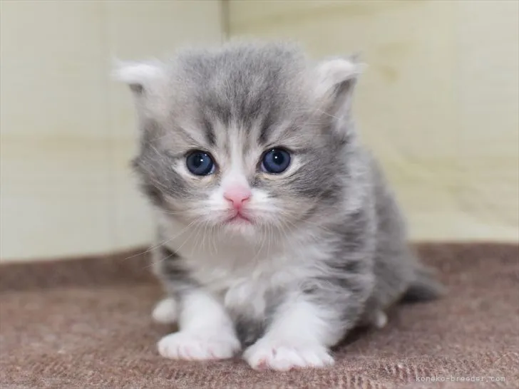 ID:2111-01444の子猫