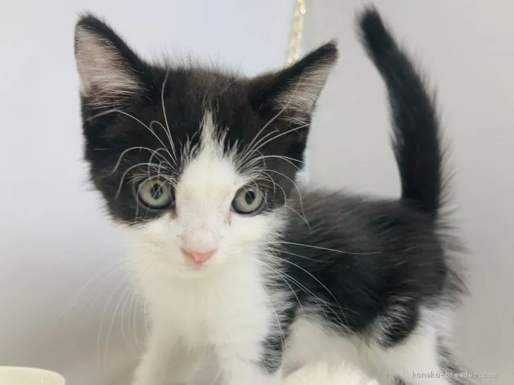 ID：1906-01935の子猫