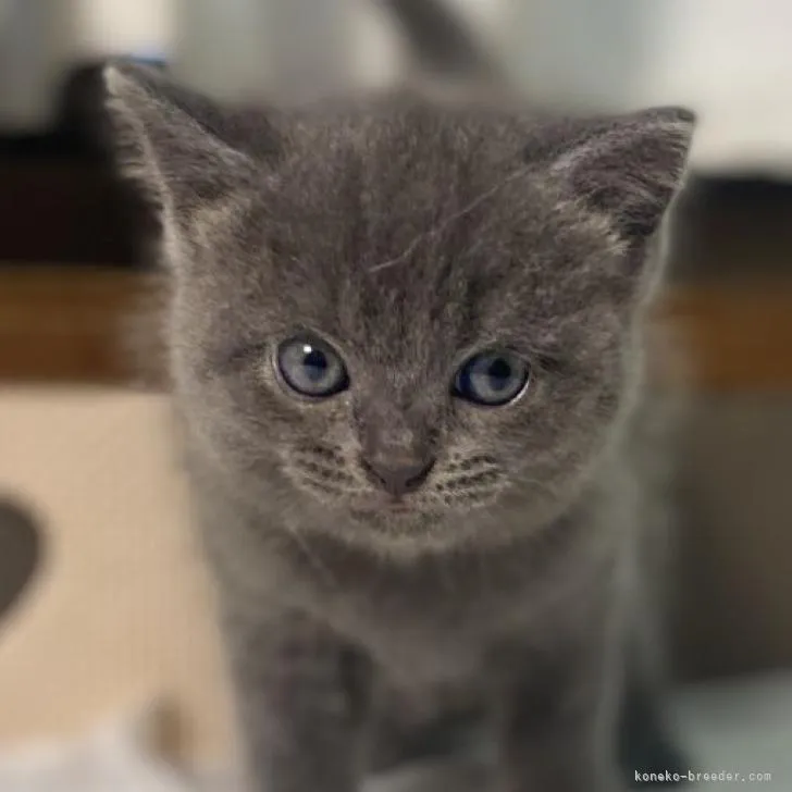 ID：2206-02626の子猫