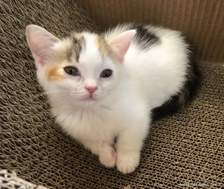 ID：1912-01281の子猫