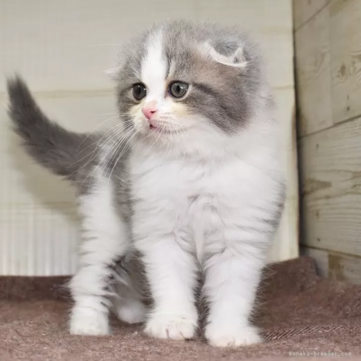 ID：2404-01119の子猫