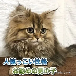 ID：2101-00897の子猫