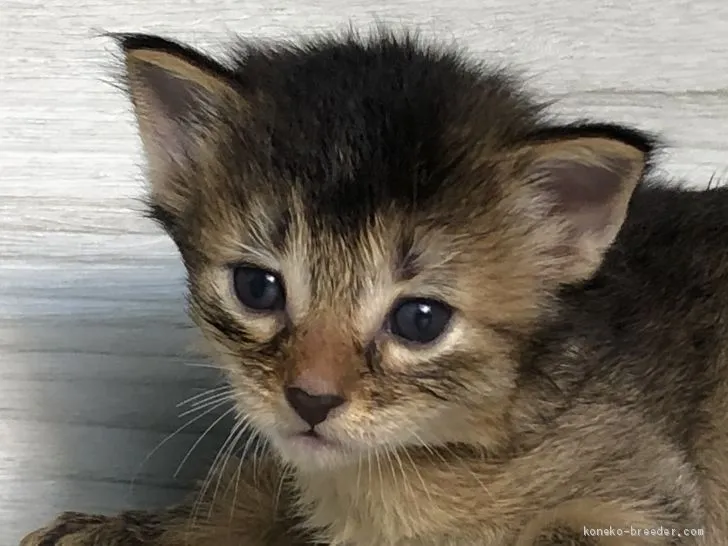 M.Y 様のお迎えした子猫