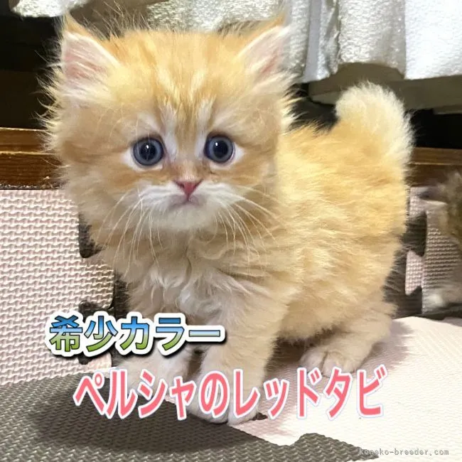 ID：2106-00188の子猫