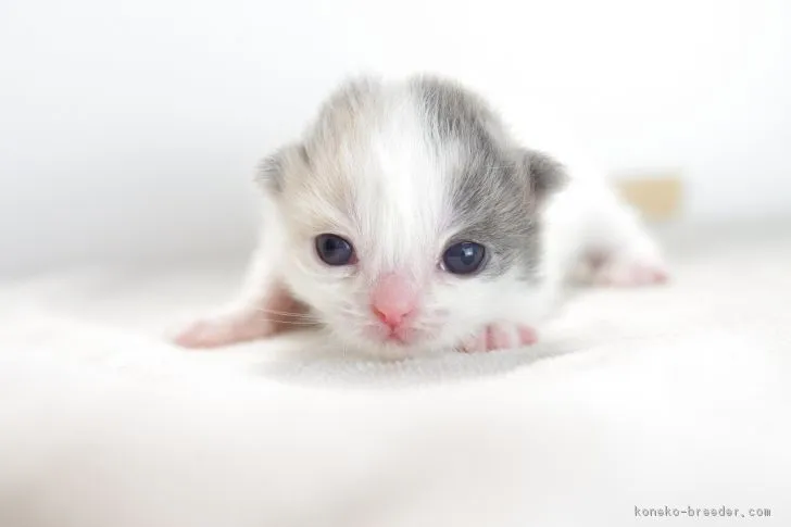 ID：1711-01159の子猫