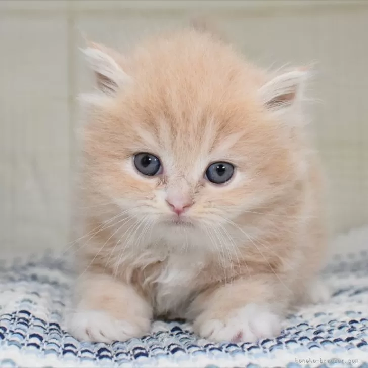 ID:2406-01525の子猫