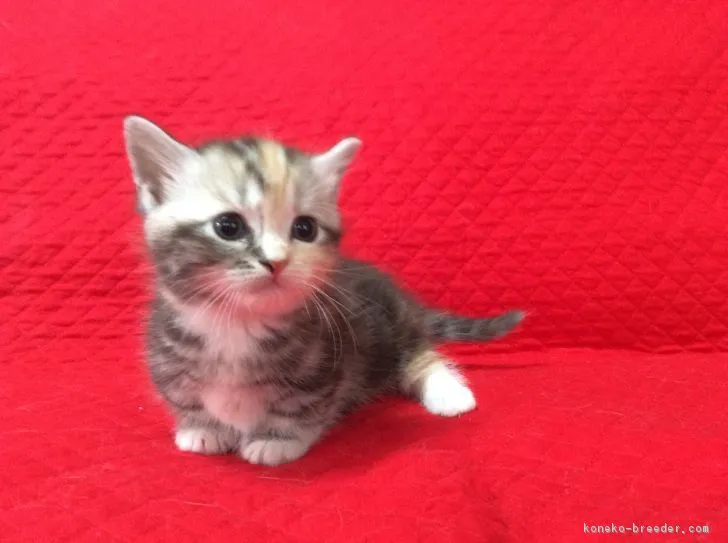 ID:1703-00142の子猫