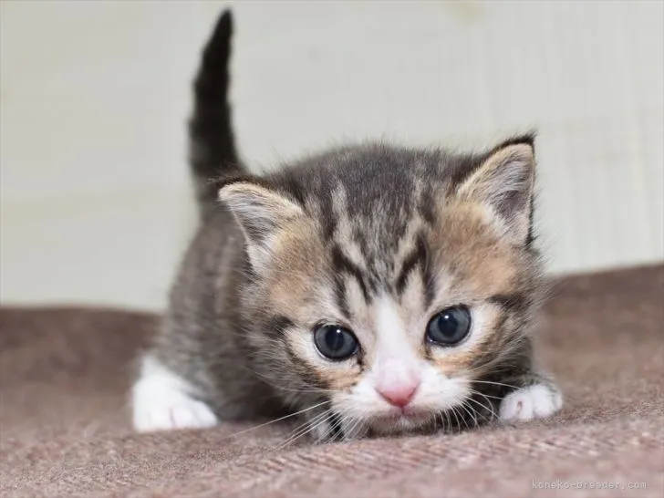 ID:2111-02037の子猫