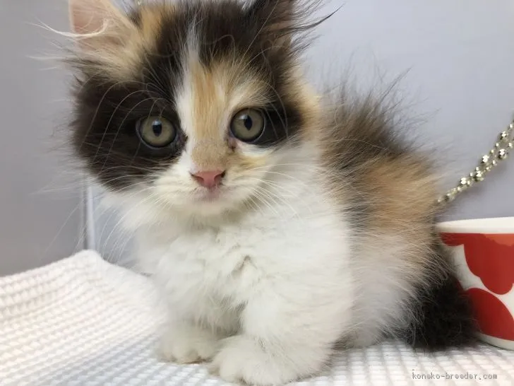 ID：1906-01396の子猫