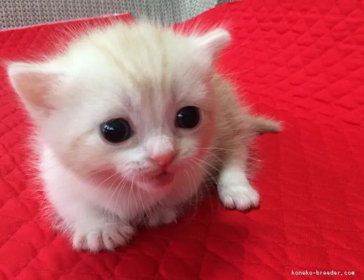 ID:1605-00772の子猫