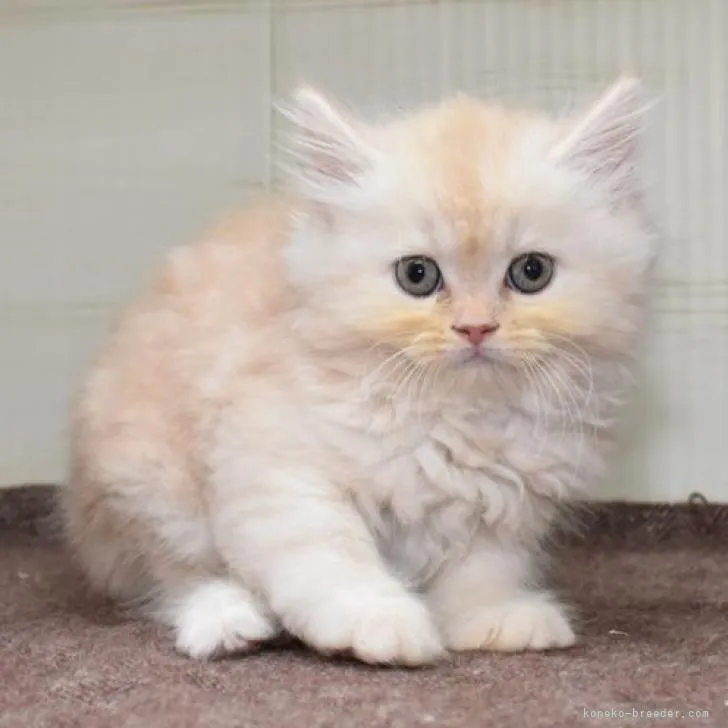 ID：2206-02547の子猫