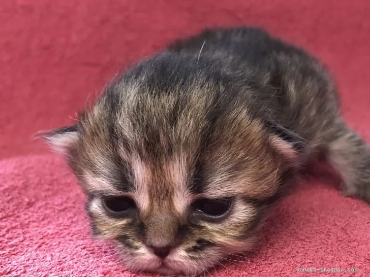 ID：2005-02215の子猫