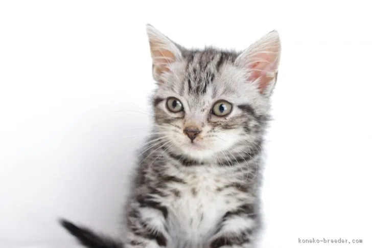 ID:1803-00332の子猫