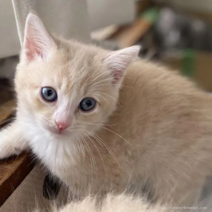 や 様のお迎えした子猫