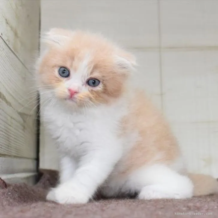 ID：2209-00677の子猫
